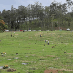 Cemitério Parque da Colina  