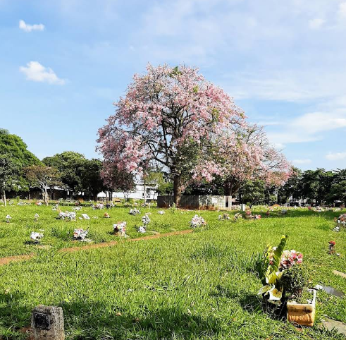  Cemitério Parque de Limeira - Limeira
