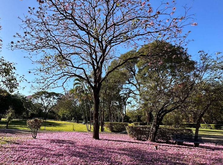 Cemitério Parque das Primaveras - Campo Grande