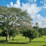 Cemitério Parque Iguaçu  